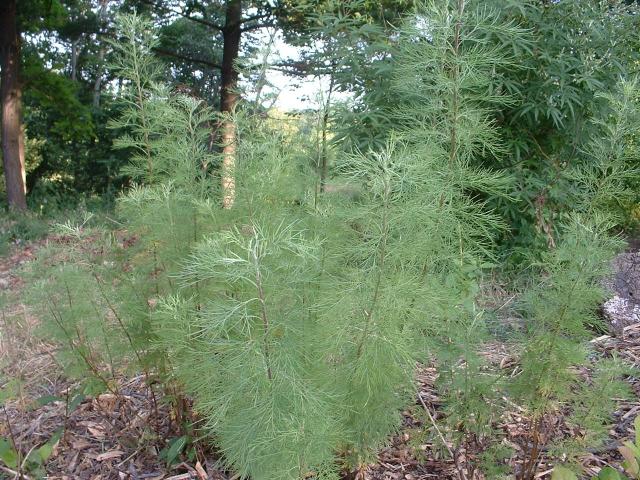 Artemisia abrotanum var.